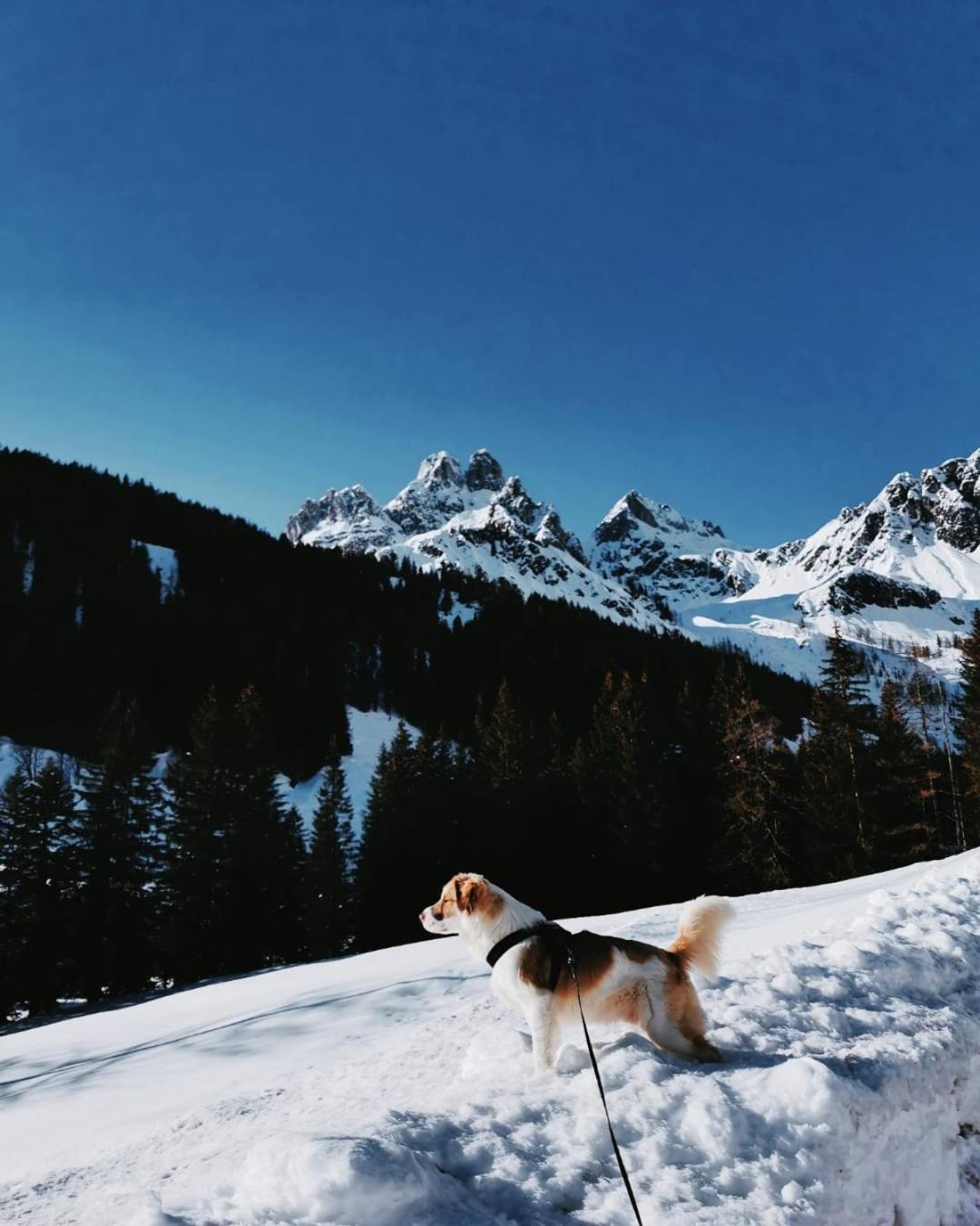 Apart Jasmin Flachau Dış mekan fotoğraf